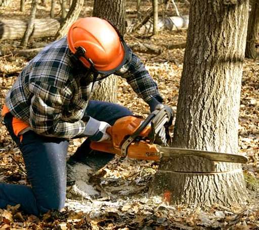 Tree Removal in Eddington, ME